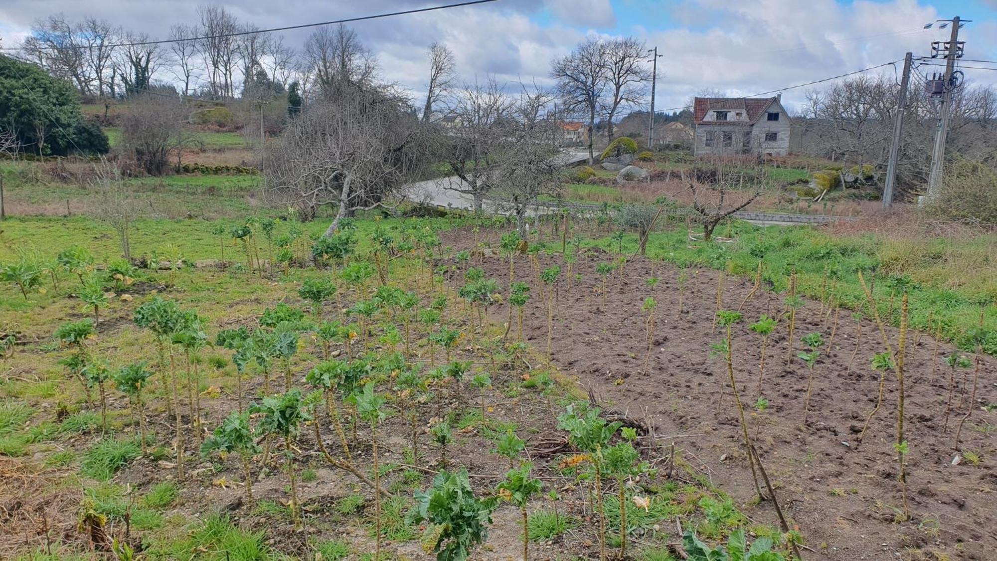 Apartamento T2 Zona Rural 빌라 노바 드 파이바 외부 사진